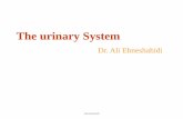 The urinary System - Los Angeles Mission College of the Urinary System Gross anatomy: • kidneys – a pair of bean – shaped organs located retroperitoneally, responsible for blood