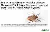 Season-Long Patterns of Attraction of Brown Marmorated ... · Season-Long Patterns of Attraction of Brown Marmorated Stink Bug to Pheromone Lures and ... Celste Welty, Jim Walgenbach,