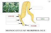 MONOCOT LEAF MORPHOLOGY - Building The Pridebuildingthepride.com/faculty/fjmenapace/bio363powpt/BI-363-P-96.pdfmonocot leaf morphology ligule monocot leaf morphology ligule junction