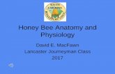 Honey Bee Anatomy and Physiology - South Carolina ... • Honey bees use wax to build comb that forms their nest and the intricate hexagonal cells that make up that comb. These wax