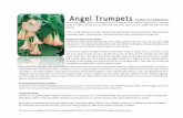 Steps to Success - Angel Trumpets - Amazon S3 a word of caution: Angel Trumpets are extremely toxic. Once you have acquired an Angel Trumpet, the next step is to keep …