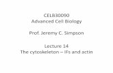 CELB30090 Cell Prof. Jeremy C. Simpson 14 - PBworkssimpsonlab.pbworks.com/f/11-cytoskeletonII.pdfProf. Jeremy C. Simpson. Lecture 14. The cytoskeleton –IFs and actin. Today’s lecture