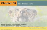 Chapter 30 How Animals Move - coachshannon.weebly.comcoachshannon.weebly.com/uploads/3/0/1/1/30116035/30_lecture... · MOVEMENT AND LOCOMOTION ... –Or may move by a form of peristalsis