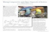 Bluing Components and Other Pigments of Boletes · Figure 1. Bluing reaction of Boletus luridus, which contains both variegatic and xerocomic acids (Scheme 2). (Newport State Park,