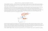 BIOLOGICAL MECHANISMS OF SET - Philipps …setmarburg.wikiangels.com/wp-content/uploads/2015/02/Two-possible... · BIOLOGICAL MECHANISMS OF SET PAIN STIMULATION: ... neospinothalamic