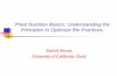 Plant Nutrition Basics: Understanding the … Supply Processes Nutrients move to the root in soil moisture Nutrient supply from a soil depends on: – The size of the nutrient ‘pool’