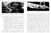 E. VIII, T. XXV B,media.e-taxonomy.eu/palmae/protologe/palm_tc_38889_P.pdfTrithrinax chuco (Martius) Walpers, Annales Botanices Systematicae 1: 1005. 1849. Acanthorrhiza chuco (Martius)
