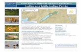 Habitat Focus Areas of Statewide Ecological Significance ... · Focus Areas of Statewide Ecological Significance: Indian and Little Indian Ponds 2 FOCUS AREA OVERVIEW The shores and