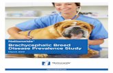 Nationwide® Brachycephalic Breed Disease …nationwidedvm.com/wp-content/uploads/2017/03/NWBrachycelphalic...The Nationwide® Brachycephalic Breed Disease Prevalence Study ... especially