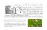 Quaking Aspen - Exploring the World from the American … spruce, subalpine fir, and lodgepole pine all ... chance for recovery of the loss of growth associated with the long ... Colorado