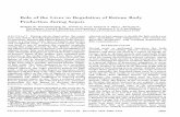 Role Liver in Regulation ofKetone Production Sepsisdm5migu4zj3pb.cloudfront.net/manuscripts/109000/... · In vitro rates oflipolysis andesterification in epididymal fat pads. ...