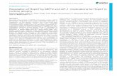 RegulationofHspb7byMEF2andAP …jcs.biologists.org/content/joces/129/21/4076.full.pdf · RegulationofHspb7byMEF2andAP-1:implicationsforHspb7in muscle atrophy ... Muscle atrophy is