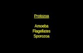 Protozoa Amoeba Flagellates Sporozoa - pametnorcal.org · - Cyst or trophozoite in stool - Trophozoite in jejunal biopsy ∙ Antigen detection (EIA) ∙ NAATs - Luminex xTAG® GI
