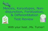 Meiosis, Karyotypes, Non- disjunction, Fertilization ...turnerclassroom.weebly.com/uploads/2/3/1/8/23181468/jeopardy... · With your host…Ms. Turner! Meiosis, Karyotypes, Non-disjunction,