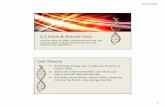 2.1 Plant & Animal Cells - Plant & Animal... · 2.1 Plant & Animal Cells I will be able to label a