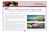 Texas Fruit and Nut Production - Aggie Horticulture · lums, Nectarines, Apricots Cherries, Almonds and Prunus hybrids A s closely related members of the rose family, plums and apricots