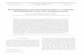 Photoinhibition and photoprotection in symbiotic ... · dinoflagellates from reef-building corals ... The University of Sydney, New South Wales 2006. ... contain high quantities of