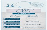 7 Mai Ababneh Abdullah Nimer Mohammad Al-Salemdoctor2015.jumedicine.com/wp-content/uploads/sites/5/2018/01/CNS... · Lower Motor Neuron (LMN) lesions: *Remember: the upper motor neuron