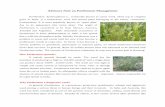 Advisory Note on Parthenium Management - dwr.org.in Document/Advisory note on Parthenium.pdf · The increase of Parthenium infestation in crop area in recent past is ... tomato crop.