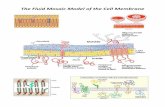 The Fluid Mosaic Model of the Cell Membrane · shget Association of Proteins with the Cell Membrane Gtycolipid 4) Rotein-protein interactions Protein-lipid Phospholipid interactions