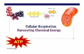 Cellular Respiration Harvesting Chemical Energy - Quia · 2018-03-22 · AP Biology! 7 8 H 2O 9 10ADP ADP ATP 3-Phosphoglycerate (3PG) 3-Phosphoglycerate (3PG) 2-Phosphoglycerate