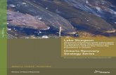 Ontario Recovery Strategy Seriesfiles.ontario.ca/environment-and-energy/species-at-risk/...Recovery Strategy for Lake Sturgeon in Ontario i RECOMMENDED CITATION Golder Associates Ltd.
