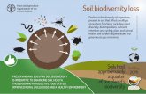 Soil biodiversity loss - Food and Agriculture Organization · T TUS OF THE WORLD’S SOIL RESOURCES - MAIN REPOR A SOURCE: ST Soil biodiversity loss Decline in the diversity of organisms