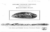 DWARF WEDGE MUSSEL - U.S. Fish and Wildlife Service SUMMARY OF THE DWARF WEDGE MUSSEL RECOVERY PLAN CURRENT STATUS: This freshwater mussel has declined precipitously over the last