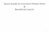 Quick Guide to Common Potato Pests Beneficial Insectsextension.oregonstate.edu/umatilla/sites/default/files/insect_id/... · Quick Guide to Common Potato Pests & Beneficial Insects