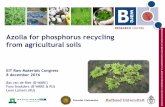 B Azolla for phosphorus recycling from agricultural soils · Azolla for phosphorus recycling from agricultural soils EIT Raw Materials Congress 8 december 2016 ... Slide 1 Author: