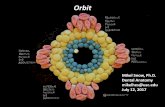 Orbit, Eyelids, and Cranial Nerves III, IV, & VI - USC · July 12, 2017. A. List neighboring ... • Cranial nerves of the orbit (CN II-VII) ... Handy mnemonic: LR 6 SO 4 AO 3 (Lateral