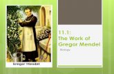 11.1: The Work of Gregor Mendel - Lemon Bay High School 11.1... · 2017-01-12 · Mendel and His Peas Gregor Mendel worked with the garden pea. Why the garden pea? Garden peas are