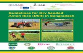 Guidelines for Dry Seeded Aman Rice (DSR) in Bangladesh · Guidelines for Dry Seeded Aman. Rice (DSR) ... and the International Maize and Wheat Improvement Center ... Guidelines for
