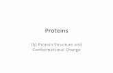 Proteins - Calderglen High School – Just another …€¢Levels of protein structure 3) Quaternary structure •Association of two or more polypeptide chains that form a functional