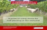 A guide to using sheep for - Premier 1 Supplies, Ltd. If the sheep have not been used for leaf plucking before they can take a while to start plucking in their first block, but they