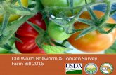 Old World Bollworm & Tomato Survey Farm Bill 2016 · 2015-2016 Farm Bill Section 10201 Tomato Commodity Survey in Florida Kevin Everhart