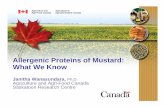Allergenic Proteins of Mustard: WWhat We Knowhat We Kno Wanasundara PGDC... · 2010-12-02 · Scientifically proven cause-effect relationship between ... Replaces egg yolk powder