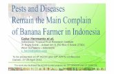 Catur Hermanto et al. - Plant Pathology Hermanto et al. Indonesian Tropical Fruit Research Institute Jl. Raya Solok ... • Mainly causes problem on banana cv. Manis, Mas, Muli and