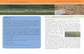 Editors note….. Biodiversity Conservationgujaratdesertecology.com/wp-content/...Newsletter-34-October-2014.pdf · control the invasion of Prosopis juliflora, ... production of crops