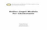 math report Keller-Segel Models for Chemotaxisisn.ucsd.edu/courses/beng221/problems/2012/BENG221_Project... · Mathematical!Method!of!Bioengineering! GroupPresentation!!!!! Keller8SegelModels