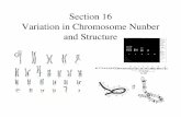Section 16 Variation in Chromosome Nunber and Structureeebweb.arizona.edu/courses/ecol320/BirkyLectures/Sect16... · 2007-03-08 · VARIATIONS IN CHROMOSOME NUMBER Variations in chromosome