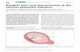 Insights into viral transmission at the uterine–placental ... · uterine–placental interface Lenore Pereira, Ekaterina Maidji, Susan McDonagh and Takako Tabata ... to chromosomal