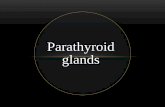 Parathyroid glands - Med Study Group - Blogmsg2018.weebly.com/uploads/1/6/1/0/16101502/3-_parathyroid_gland… · description of normal parathyroid glands after ... Each parathyroid