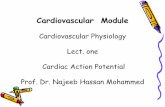 Cardiovascular Physiology Lect. one Cardiac Action … semister2014… · Properties of the cardiac muscle: 1. Syncytium. 2. Automaticity and Rhythmicity. 3. Excitability and Conductivity.