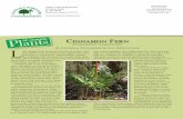 Cinnamon Fern - Alabama Forestry Commission fern has a huge native range on three conti-nents. In North America it occurs from Labrador to Ontario, south through the east- ... Cinnamon