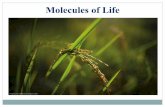 Molecules of Life - websites.rcc.eduwebsites.rcc.edu/.../08/Chapter-3-Molecules-of-Life-2.pdf · 2017-09-04 · Nucleic Acids What are the molecules of life? Organic Compounds ...