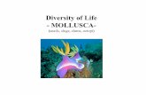 Diversity of Life - MOLLUSCA- · Mollusca - Classification 1. Gastropoda - snails and slugs If you lift and twist the shell + visceral mass in the basic body plan, you make a snail.
