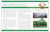 Immediate Care or tormDamaged Trees #1 Damage series Mobile.pdf · Immediate Care or tormDamaged Trees ... or treated by a professional arborist. Power Lines ... Mark Adams, Bugwood.org