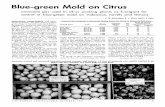 Blue-green Mold on Citrusucce.ucdavis.edu/files/datastore/234-1413.pdf · Blue-green Mold on Citrus ammonia gas used in citrus packing plants as fumigant for control of blue-green