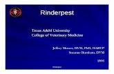 Rinderpest - Texas A&M College of Veterinary Medicine ... · Rinderpest Terminal Rinderpest Epiphora, conjunctivitis ... Rinderpest, presentation to FEAD ... Microsoft PowerPoint